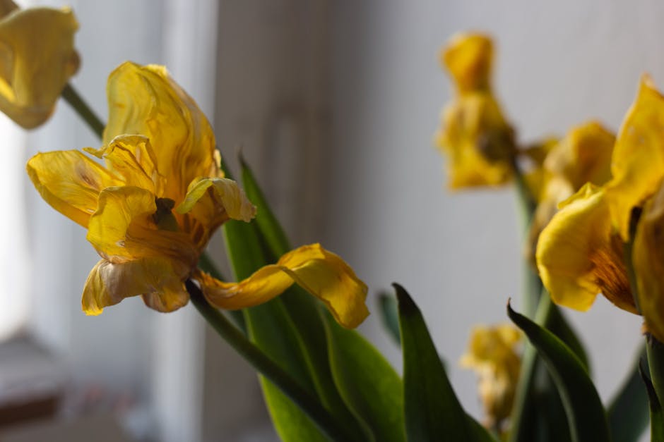 Close-up of wilted yellow tulips with crumpled and browning petals, some of which are curling inward. The tulips are held in a hand and placed in front of a softly lit indoor background, possibly near