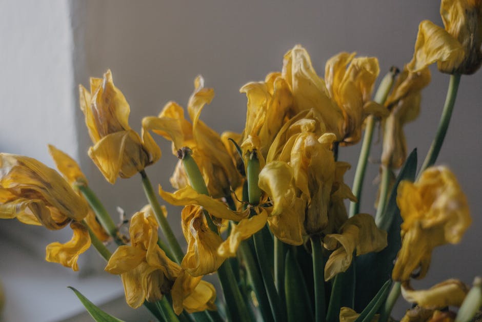 A close-up of a bouquet of wilted yellow tulips with crumpled, curling petals and slightly drooping green stems, arranged in a vase on a surface near a plain light-colored wall, with natural light sof